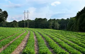 Peanuts and Power Lines