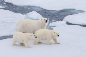 Polar,Bear,Family,Is,Walking,On,The,Ice Polar,Bear,Family,Is,Walking,On,The,Ice